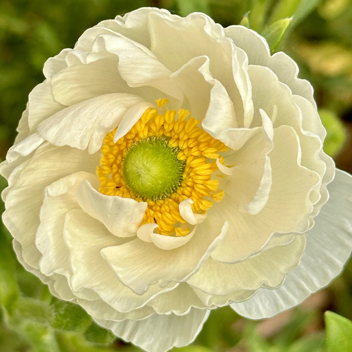 Snow White Ruffles Ranunculus Corms (Pack of 20)