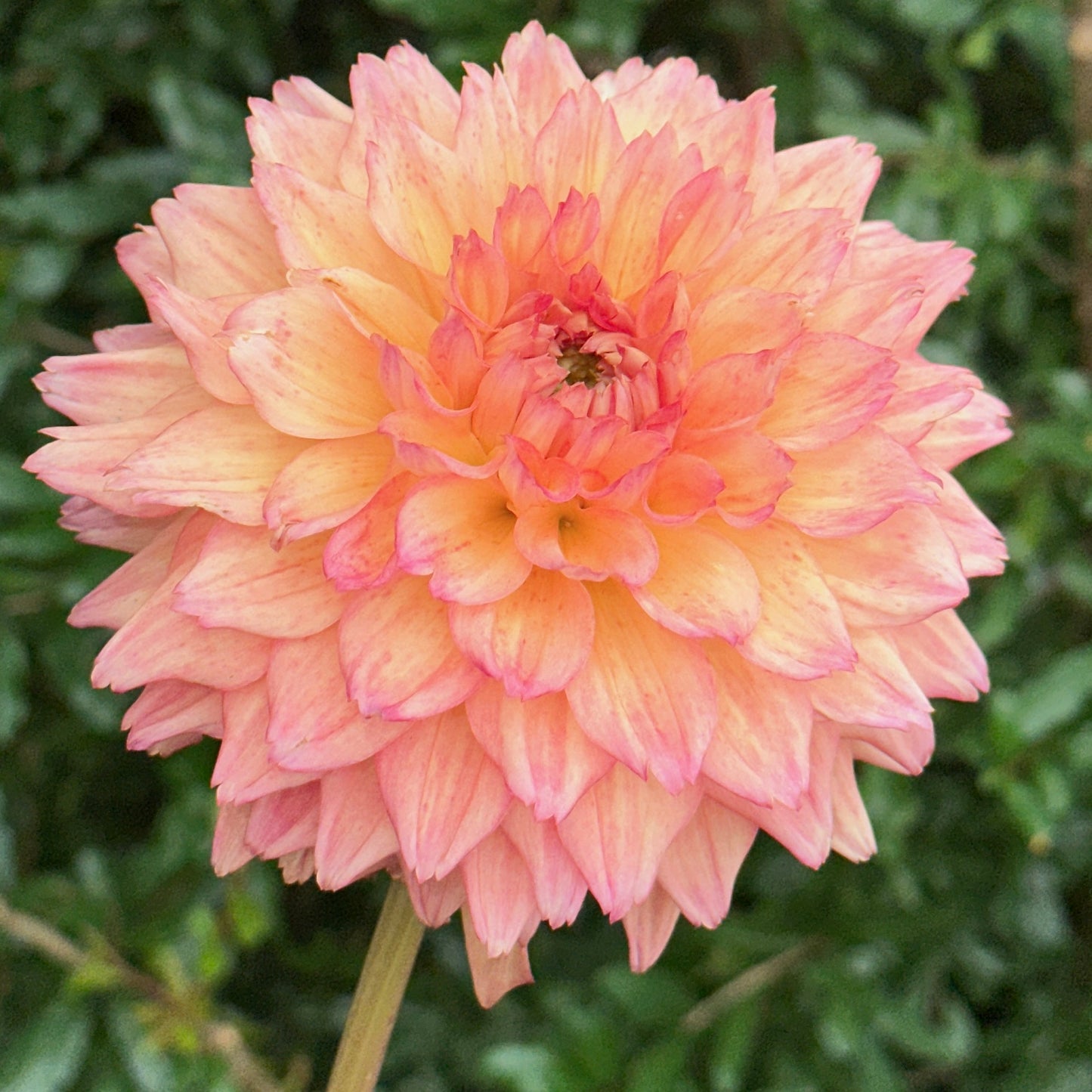 Hapet Peachy Dahlia Tuber