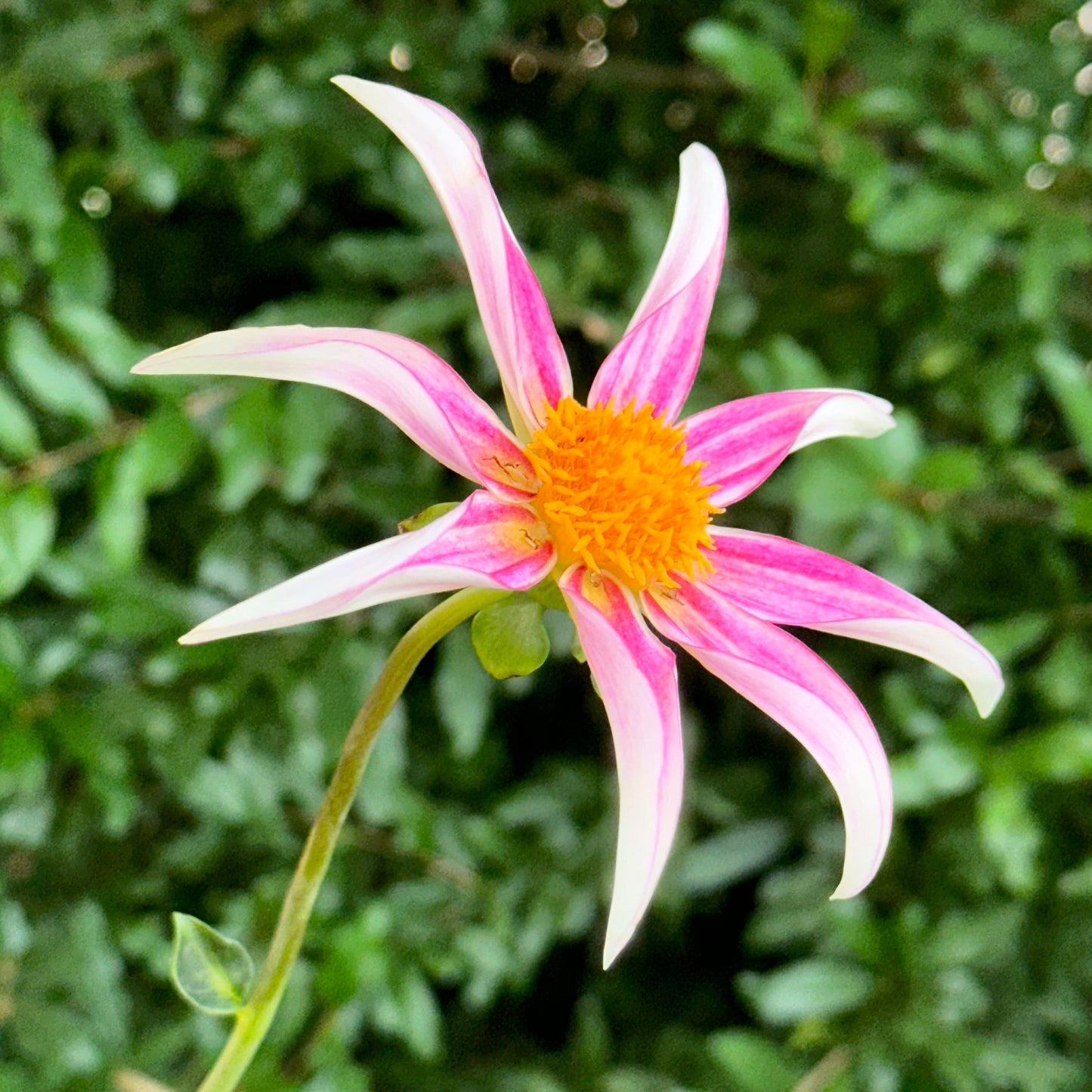 Honka Fragile Dahlia Tuber