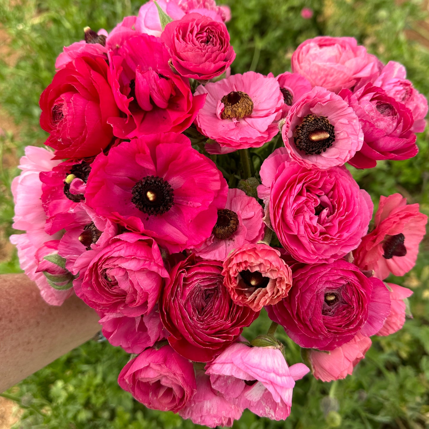 Tickled Pink Ruffles Ranunculus Corms (Pack of 20)