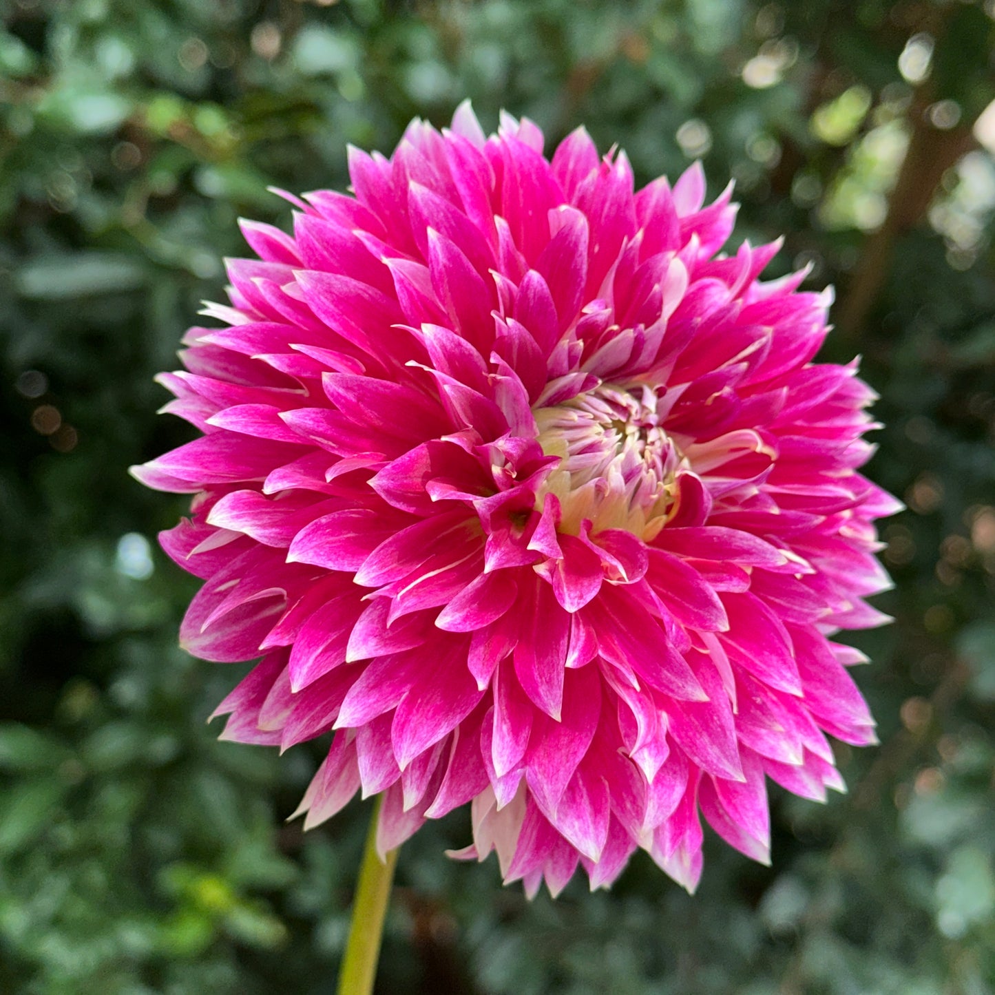 Temple of Beauty Dahlia Tuber