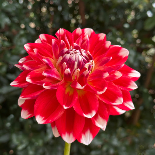 Hapet Celebration Dahlia Tuber