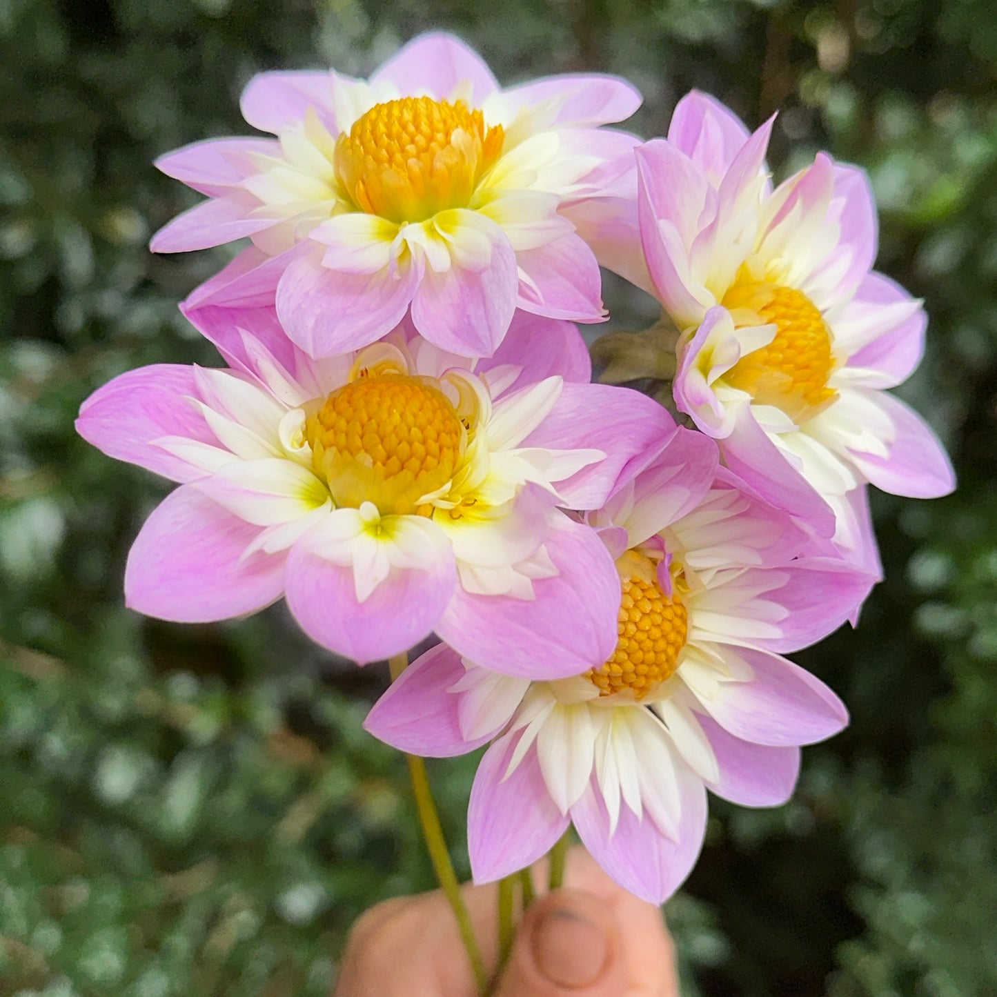 Teesbrook Audrey Dahlia Tuber