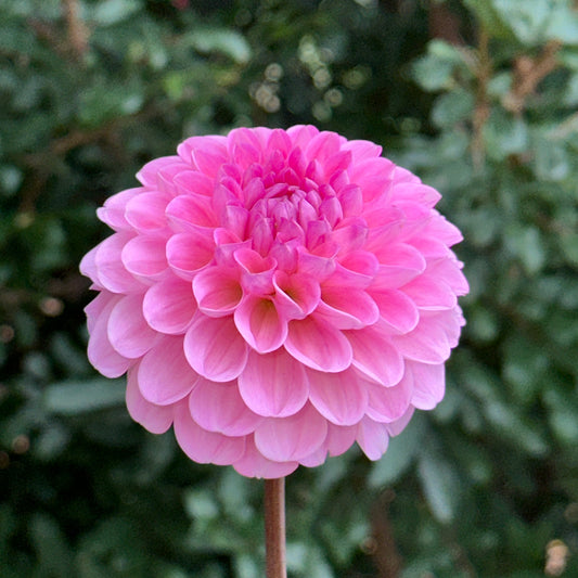 Veerle Dahlia Tuber