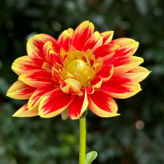 Dalaya Shiva Dahlia Tuber