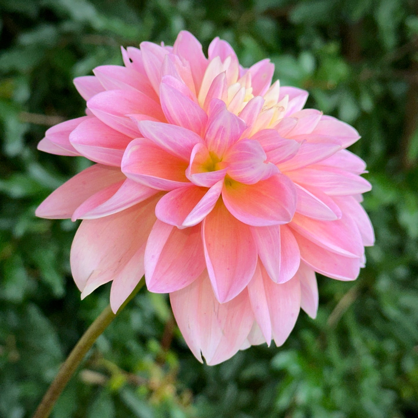 Gabbie’s Wish Dahlia Tuber