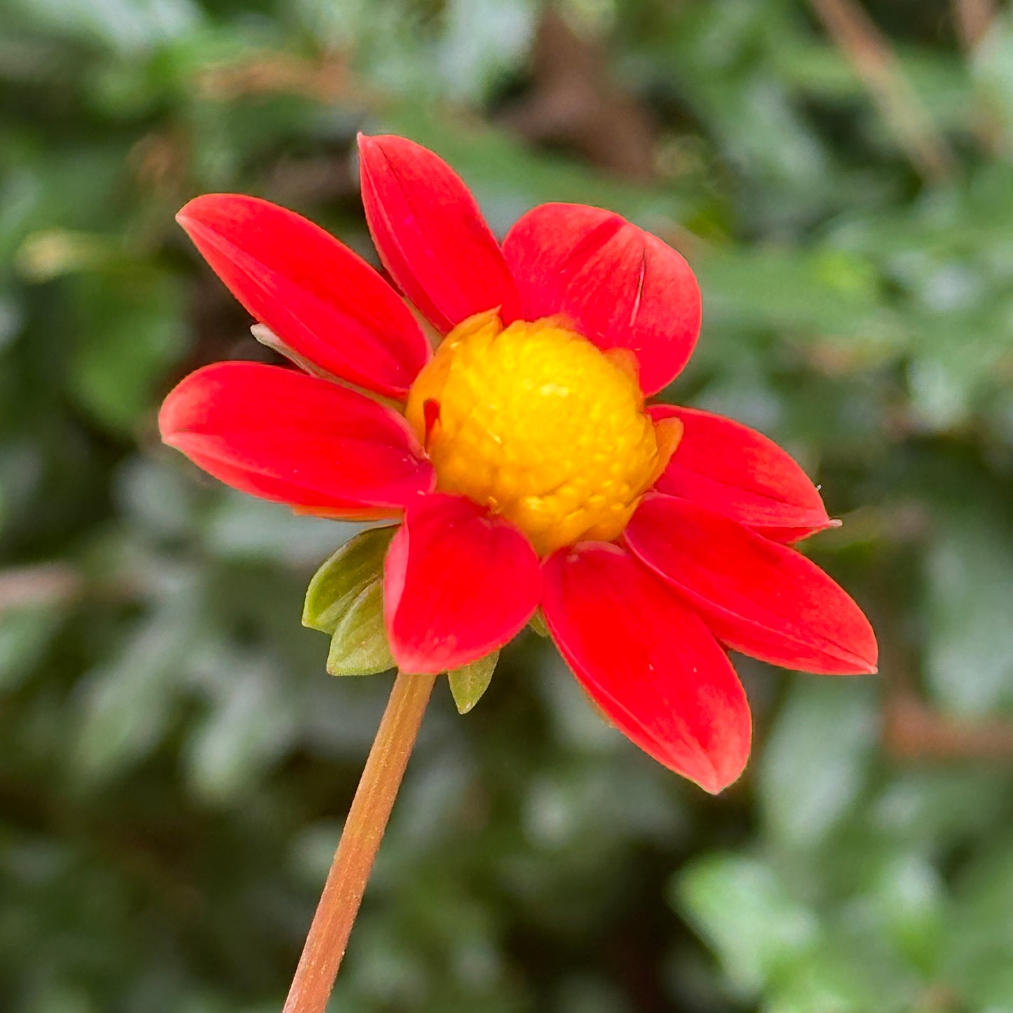 Topmix Orange Dahlia Tuber