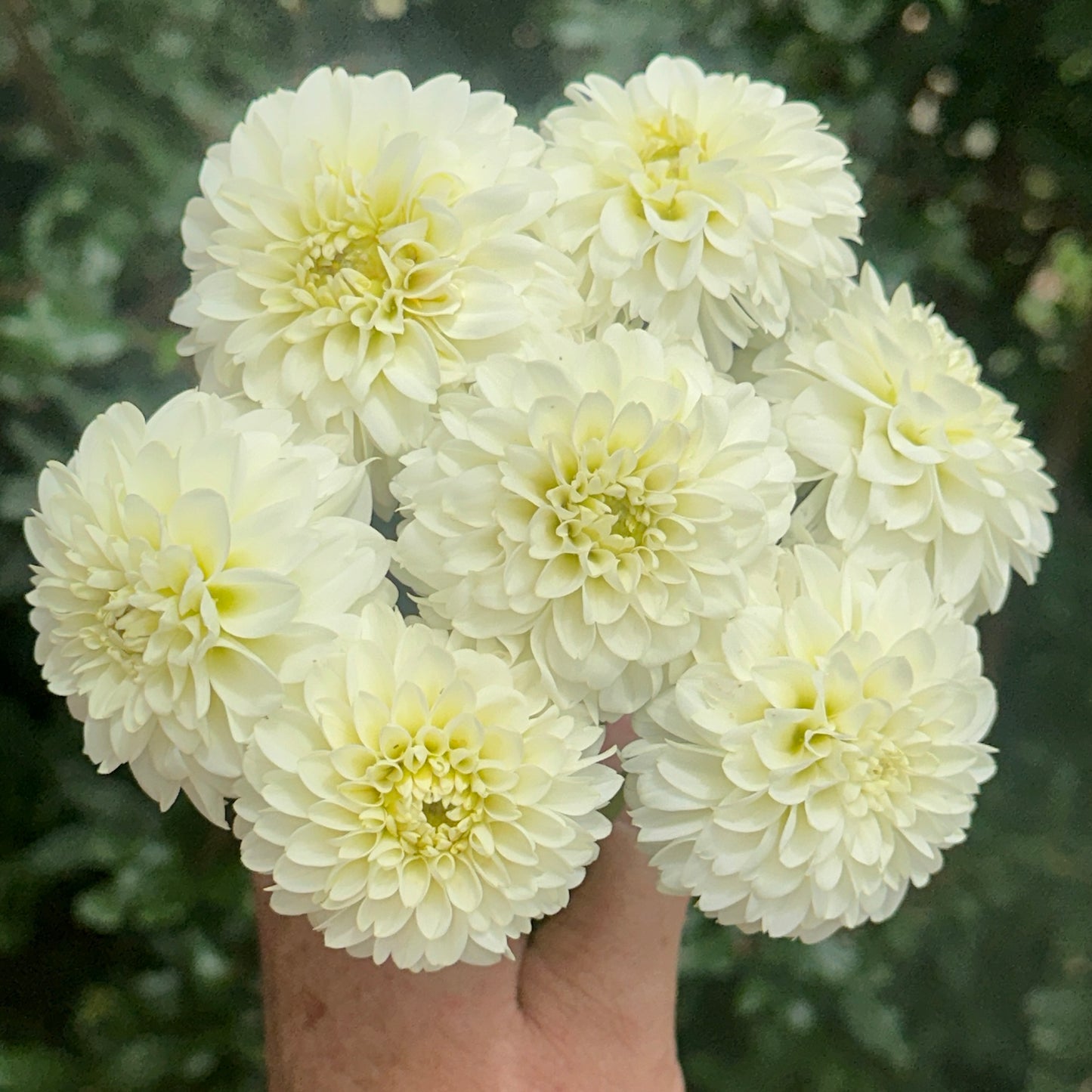 White Aster Dahlia Tuber