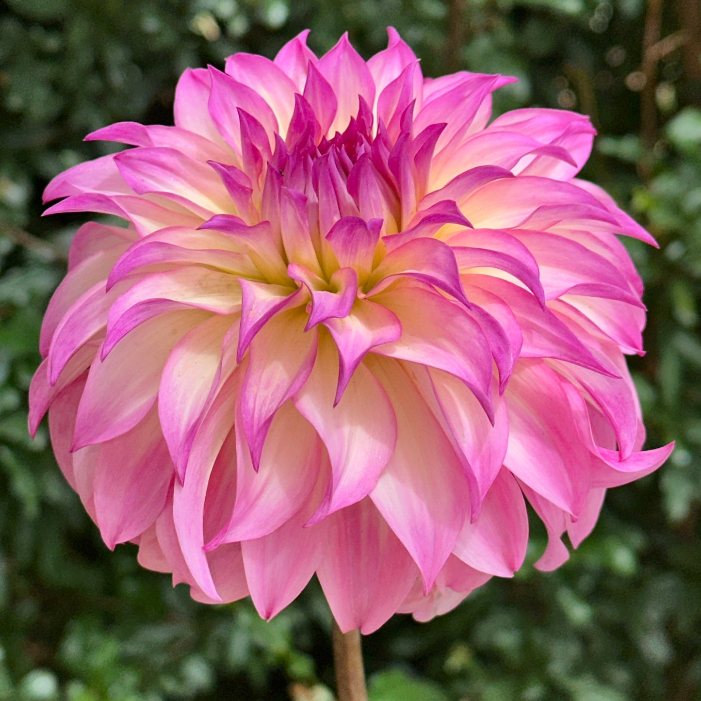 Colorado Classic Dahlia Tuber