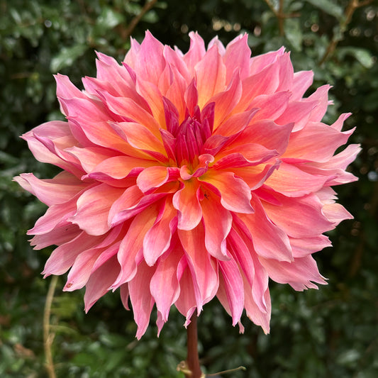 Labyrinth Dahlia Tuber