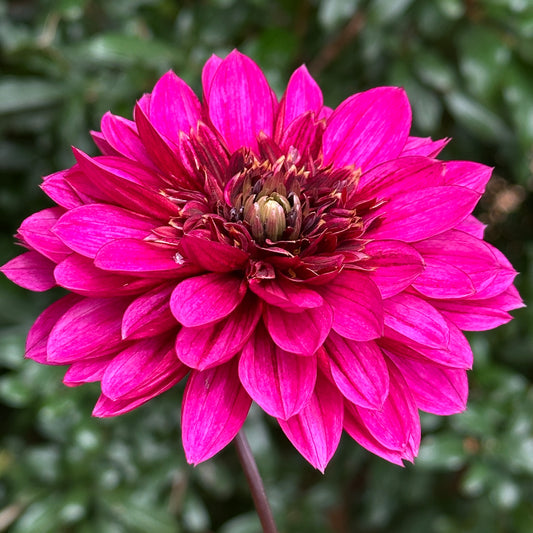 Purple Haze Dahlia Tuber