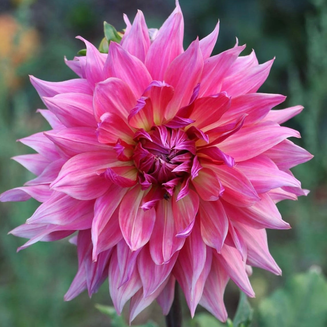 Penhill Dark Monarch Dahlia Tuber