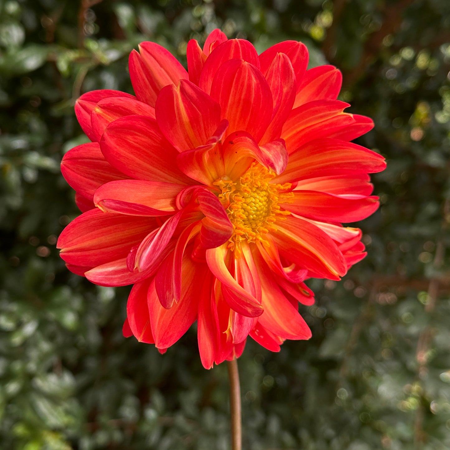 Graceland Dahlia Tuber