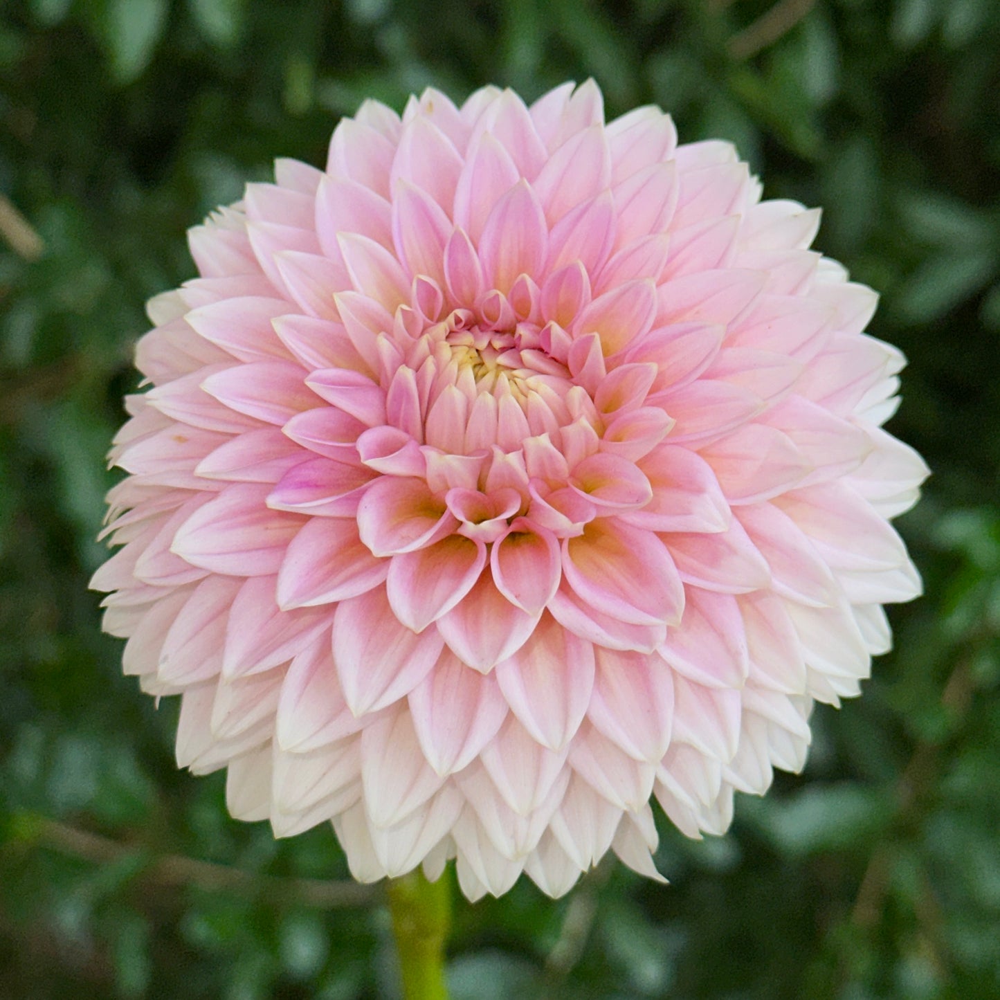 Bloomquist Mojo Dahlia Tuber