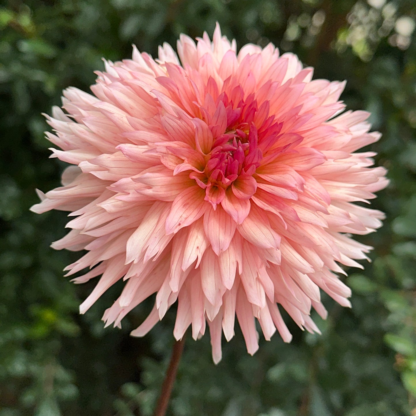 Preference Dahlia Tuber