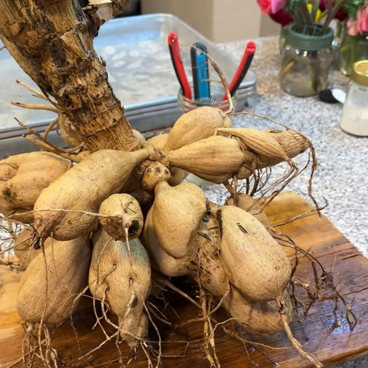 Fertilizer Dahlia Doepa 1kg