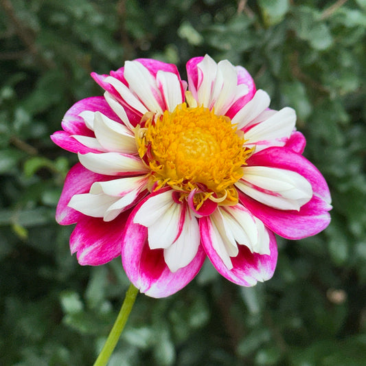 Bumble Rumble Dahlia Tuber