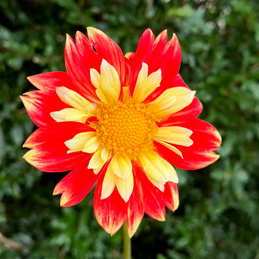 Pooh Dahlia Tuber