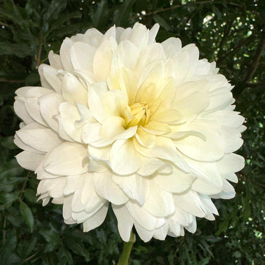 Le Castel Dahlia Tuber