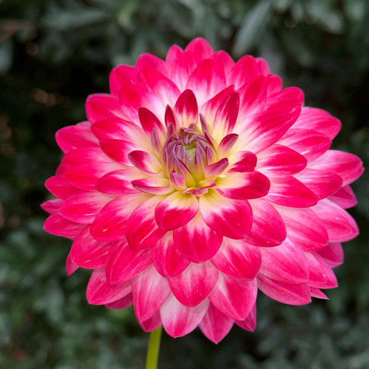 Dalaya Maxi Cherry Dahlia Tuber