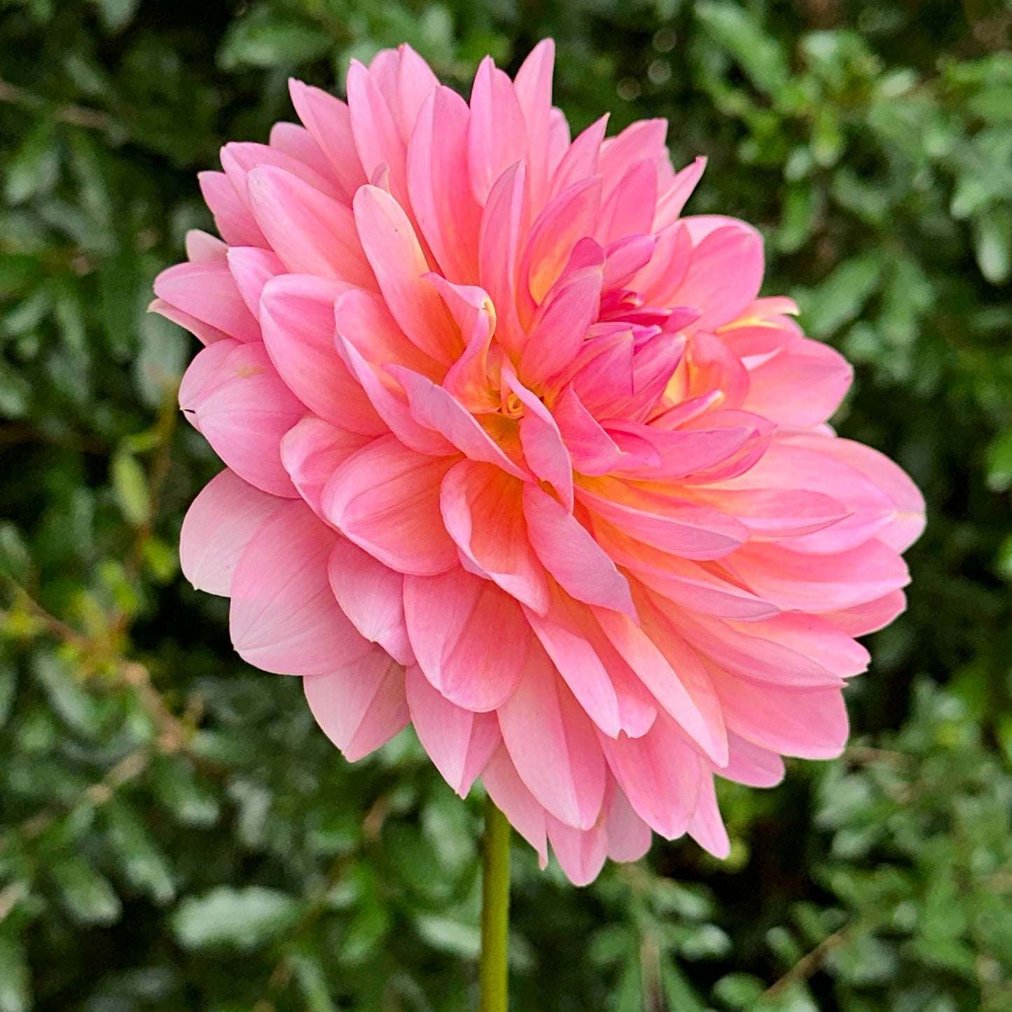 Wildwood Marie Dahlia Tuber