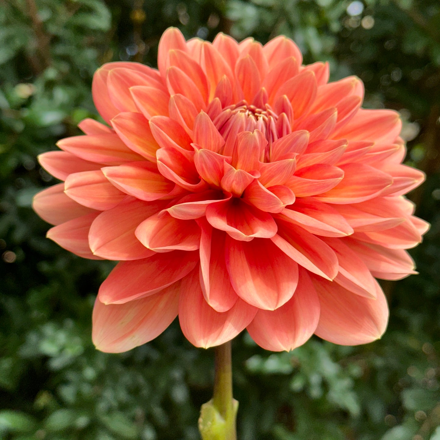 Nicholas Dahlia Tuber