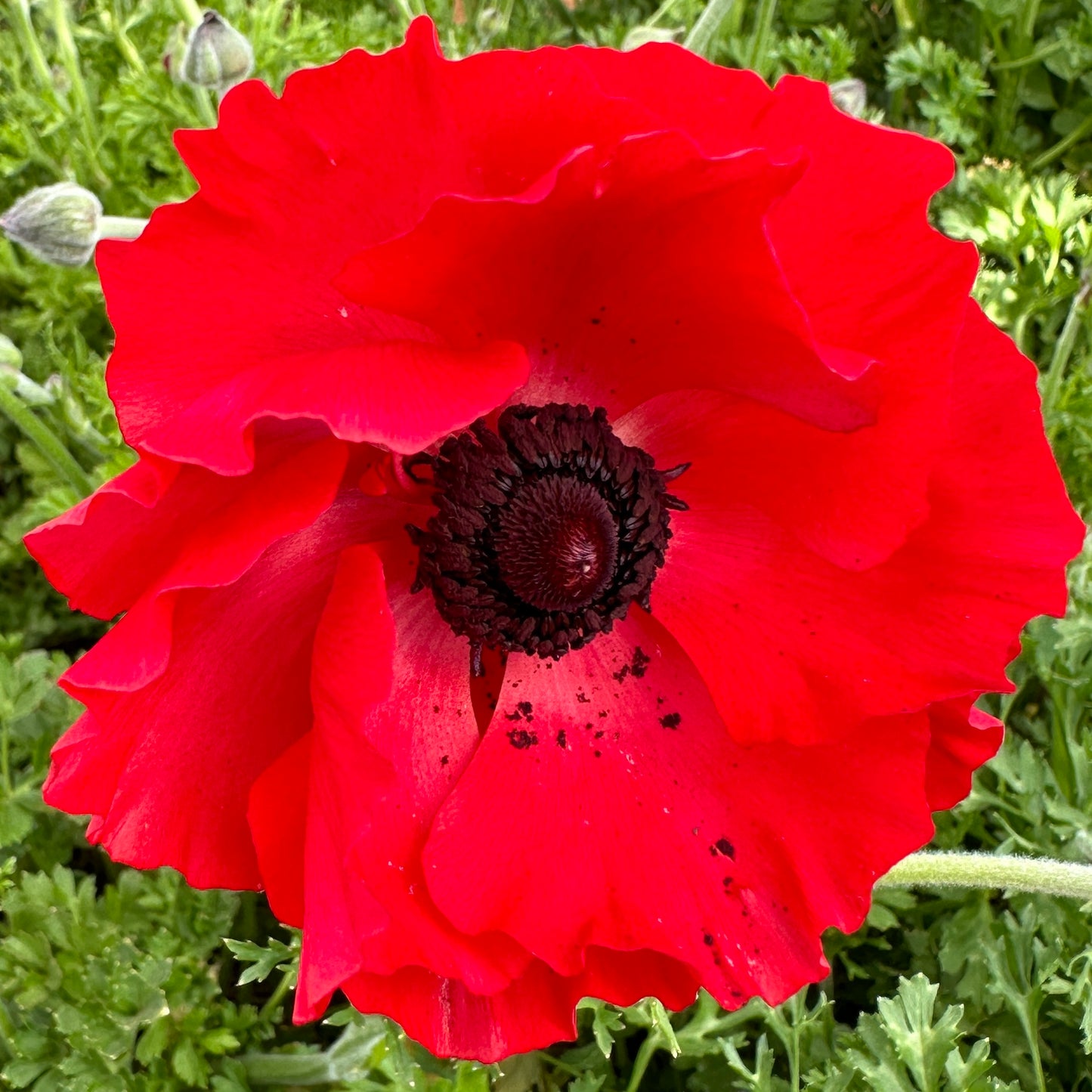 Red Hot Ruffles Ranunculus Corms (Pack of 20)