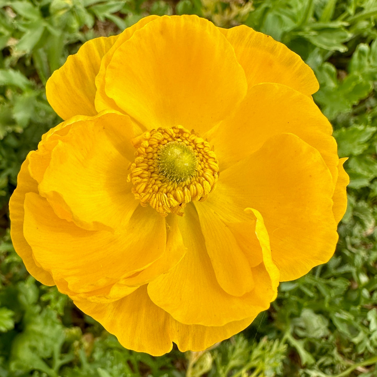 Mellow Yellow Ruffles Ranunculus Corms (Pack of 20)