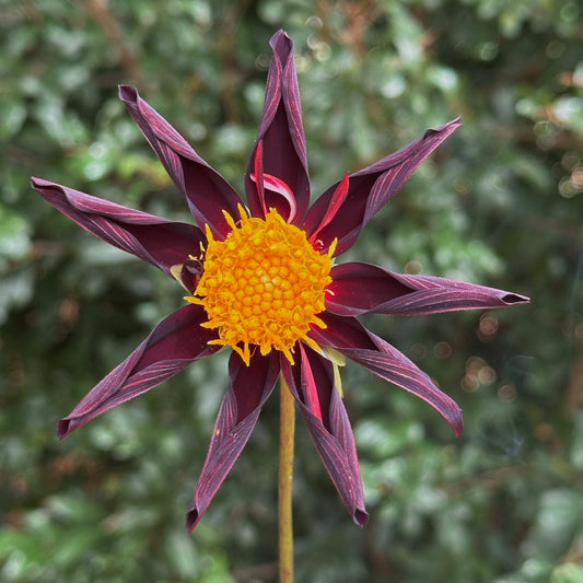 Verrone's Obsidian Dahlia Tuber