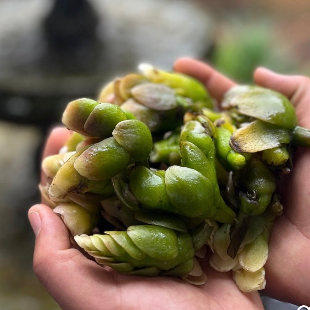 Vars Waterblomme - 2kg pakke