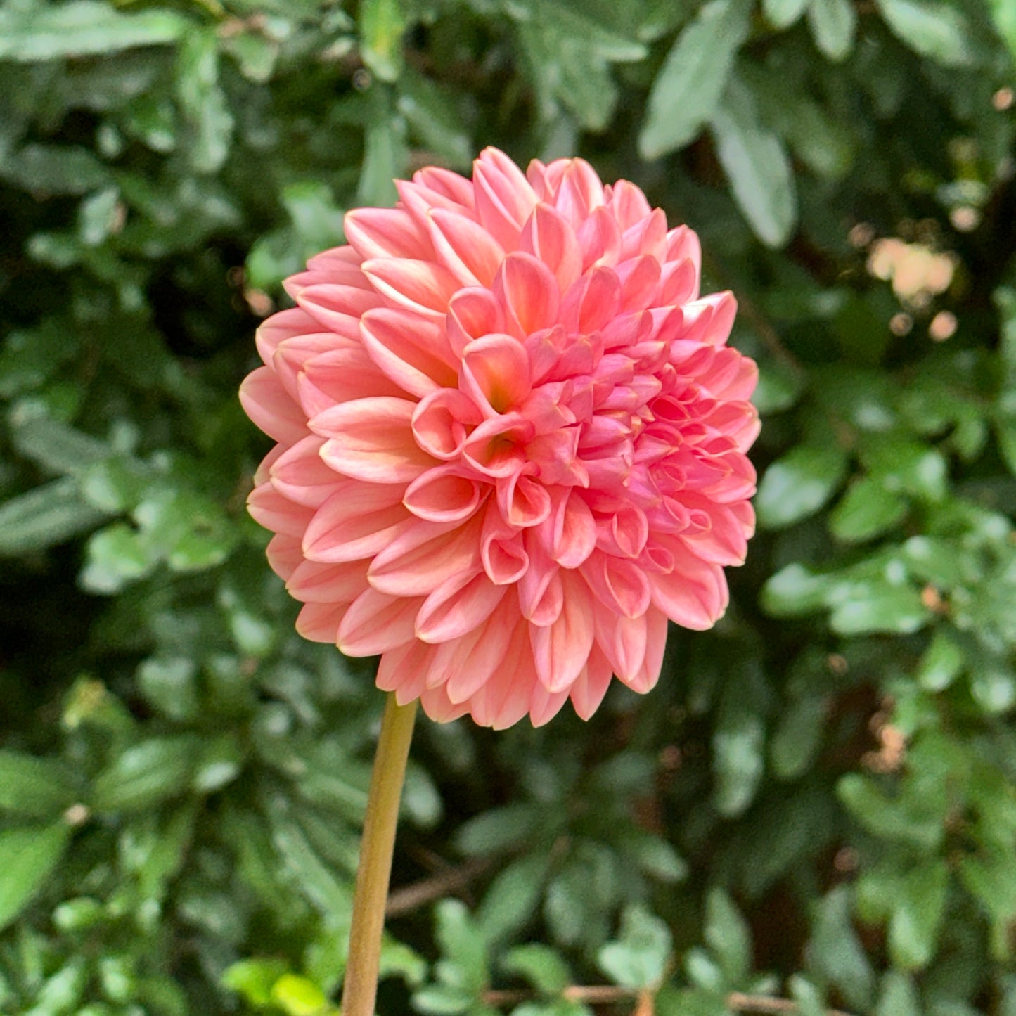 Lark's Ebbe Dahlia Tuber