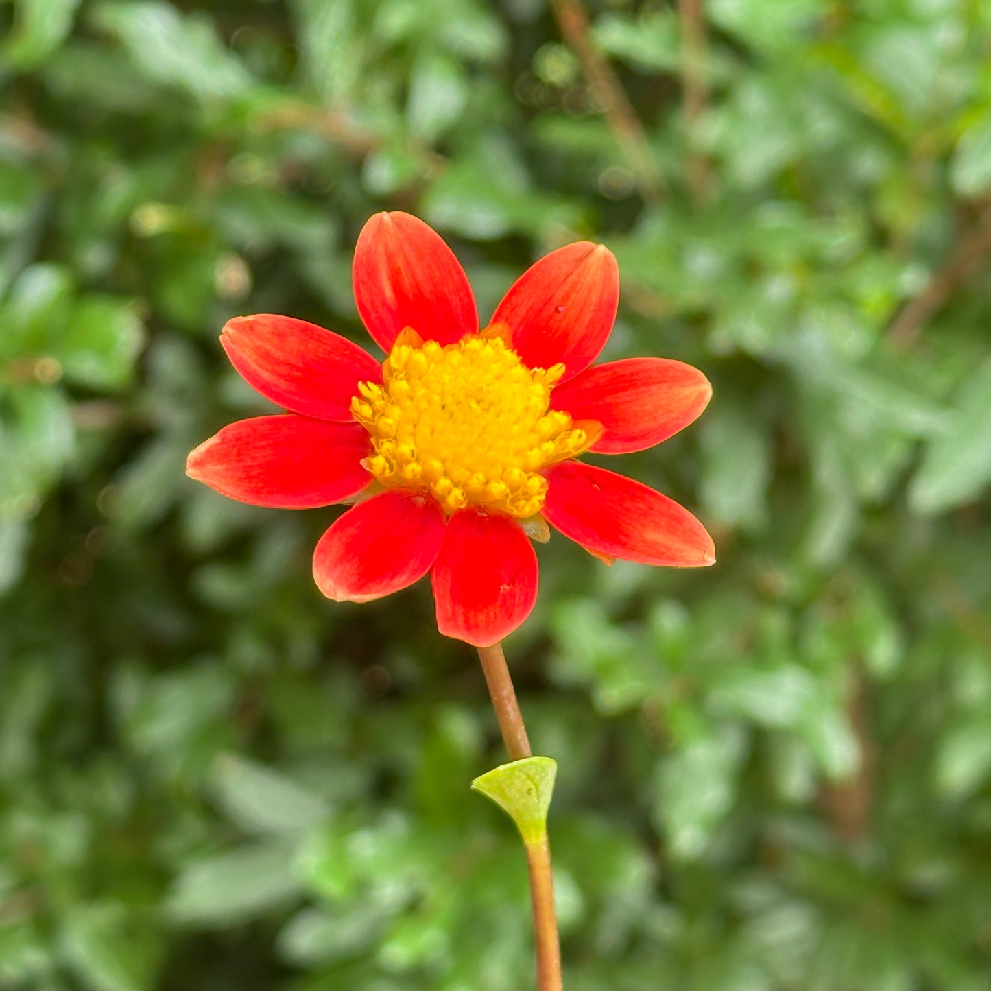 Topmix Orange Dahlia Tuber