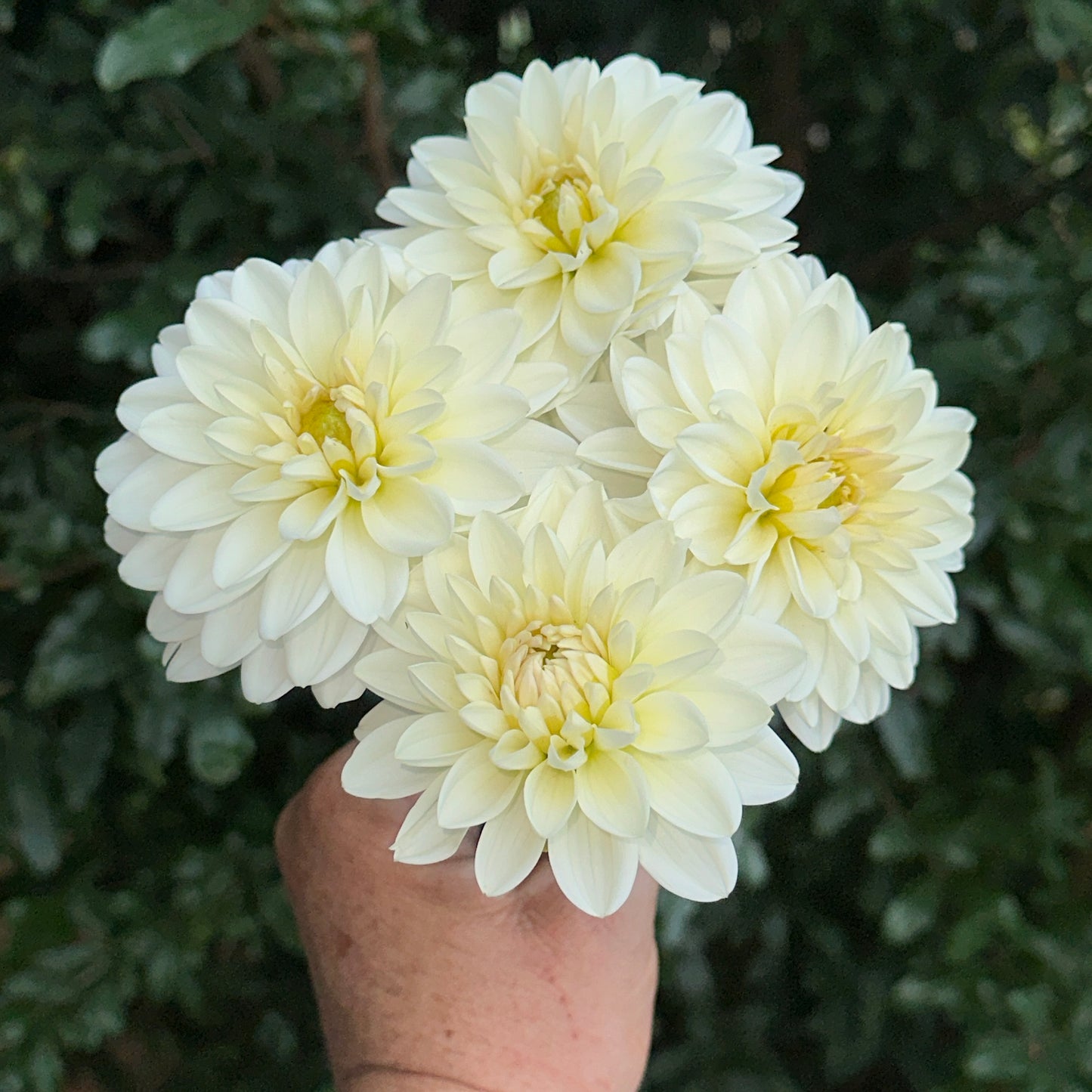 White Onesta Dahlia Tuber