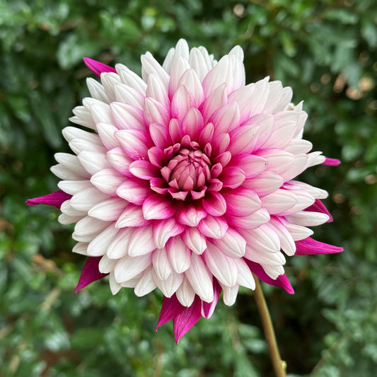 Rebecca's World Dahlia Tuber