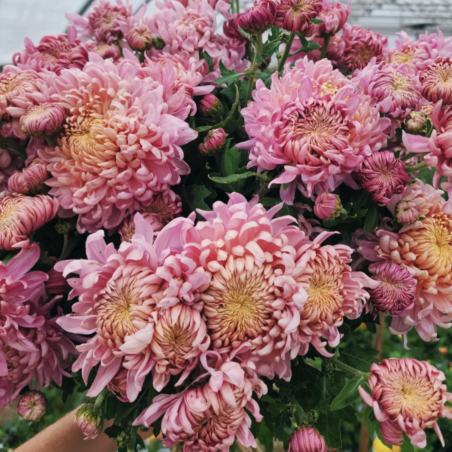 Alexis Heirloom Chrysanthemum (Available 2028)