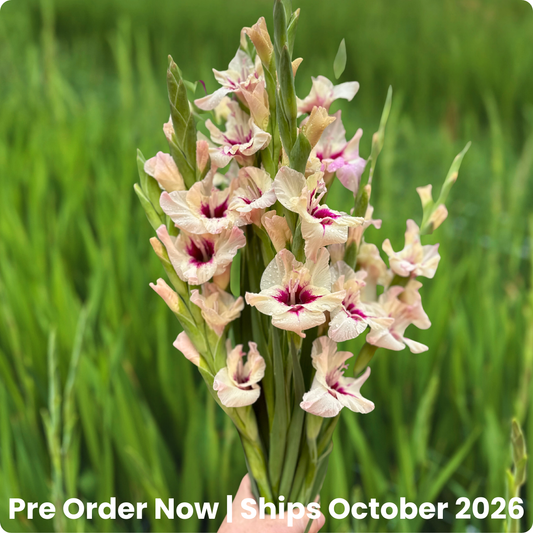Amber Mystique Gladiolus Corms (Pack of 10) Sword Lily