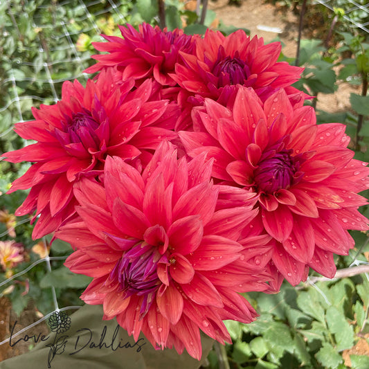 Love Dahlias Dahlia Tubers Bulbs South Africa American Dawn