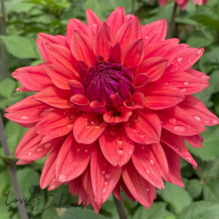 Love Dahlias Dahlia Tubers Bulbs South Africa American Dawn