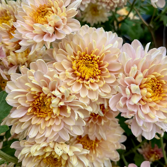 Annie Girl Heirloom Chrysanthemum (Available 2028)