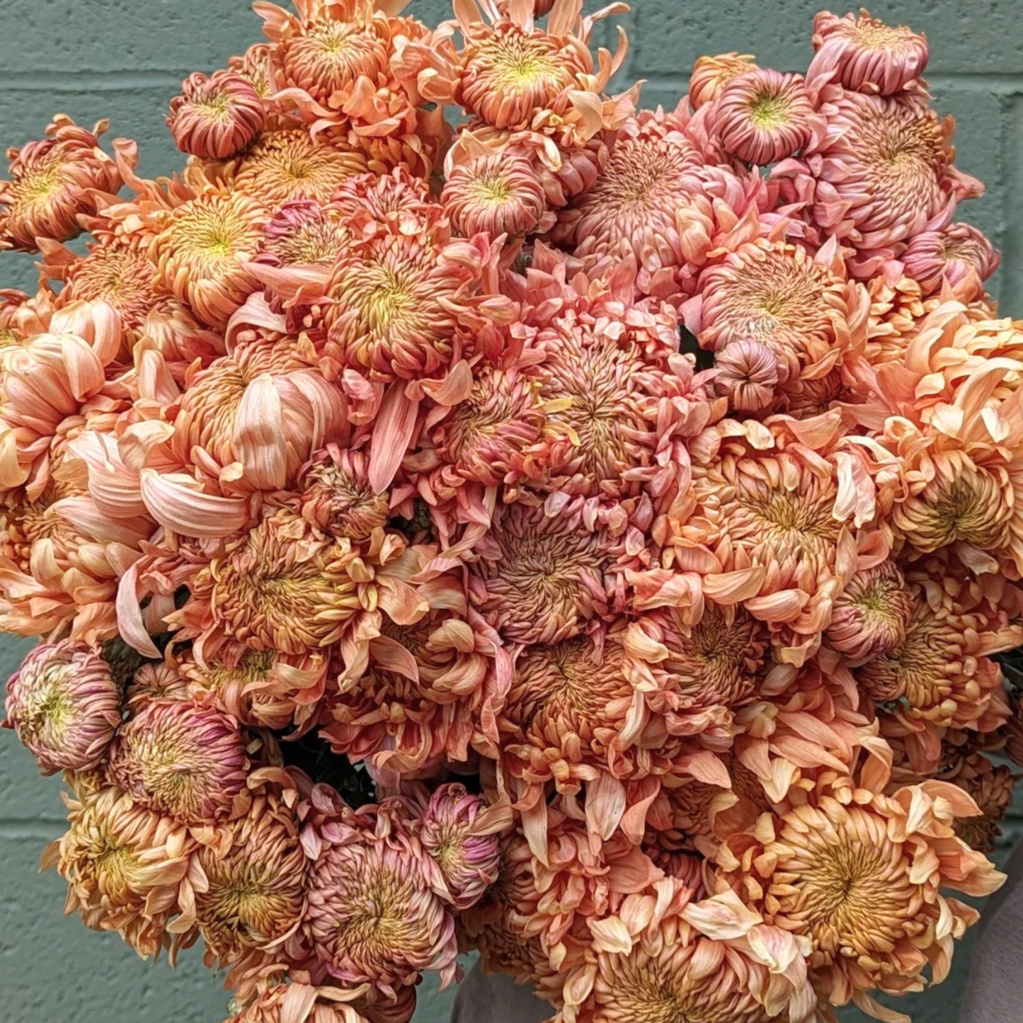 Apricot Alexis Heirloom Chrysanthemum (Available 2028)