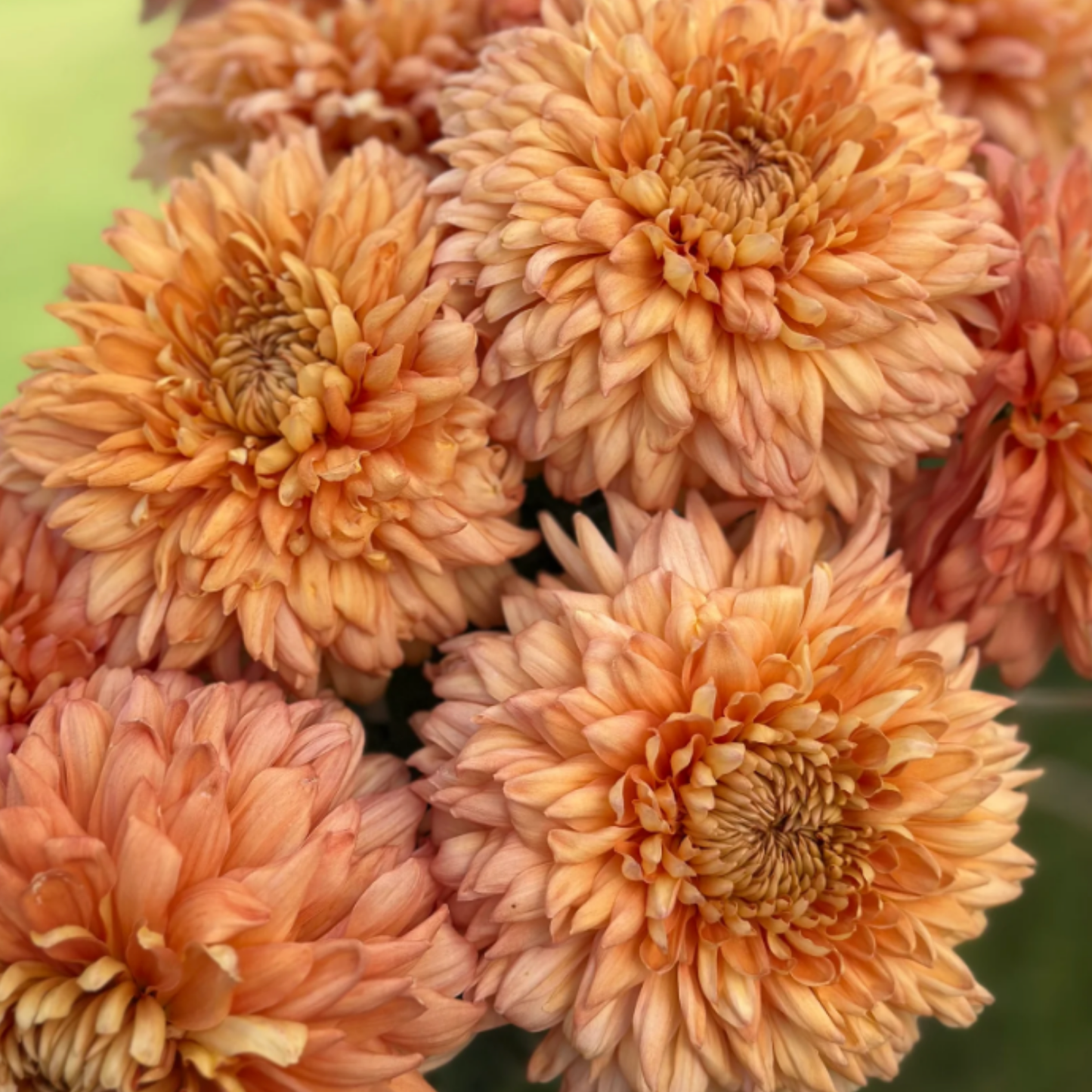 Apricot Courtier Heirloom Chrysanthemum (Available 2028)