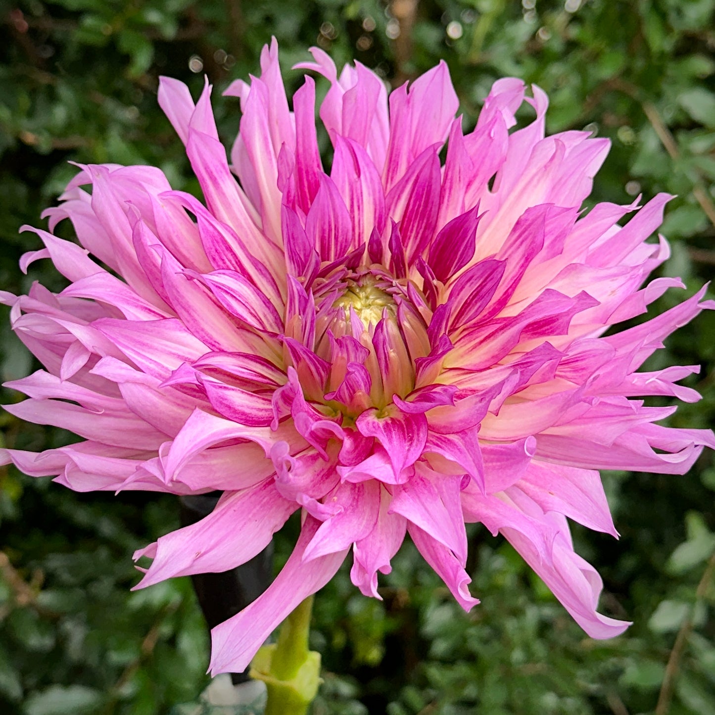 Torsade Dahlia Tuber