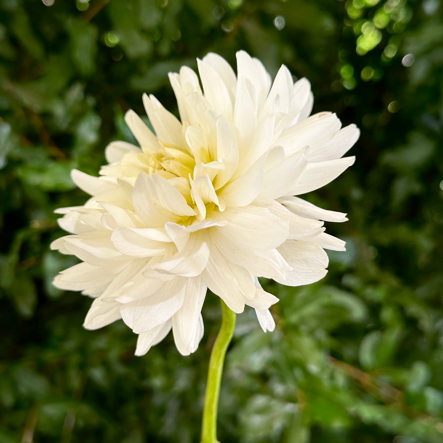 Le Castel Dahlia Tuber