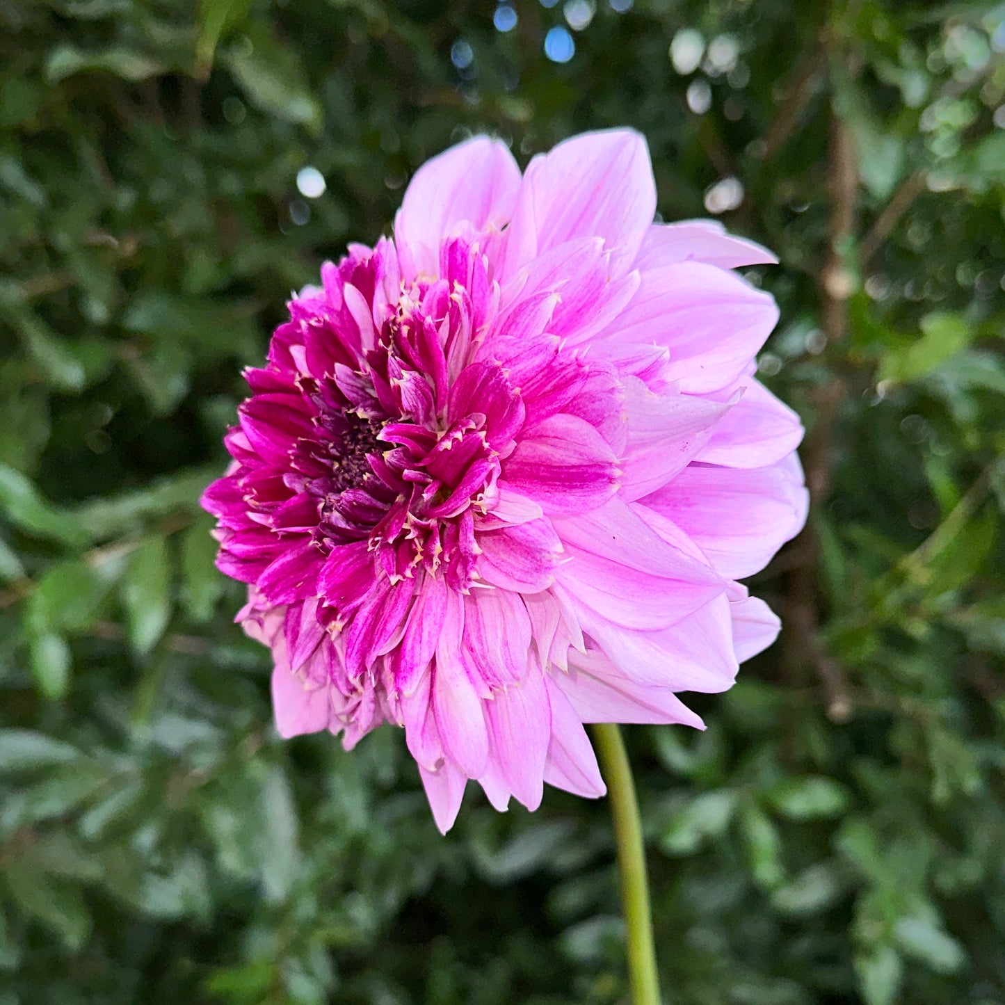 Richards Fortune Dahlia Tuber