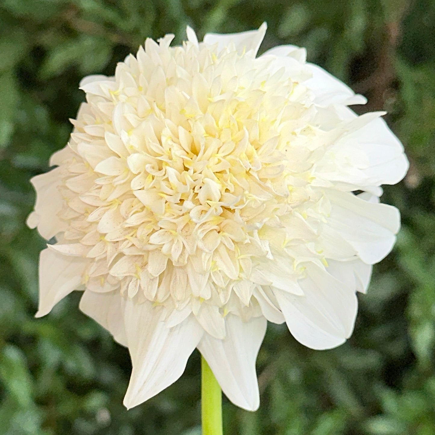 Zahra Dahlia Tuber