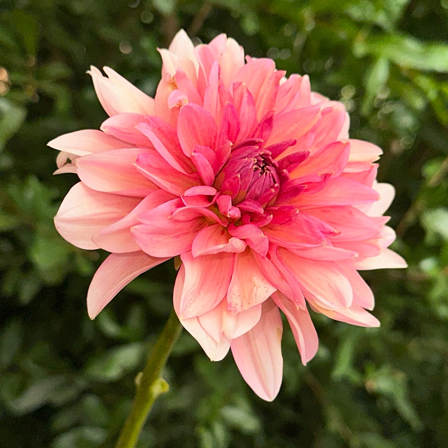 Sourire De Crozon Dahlia Tuber