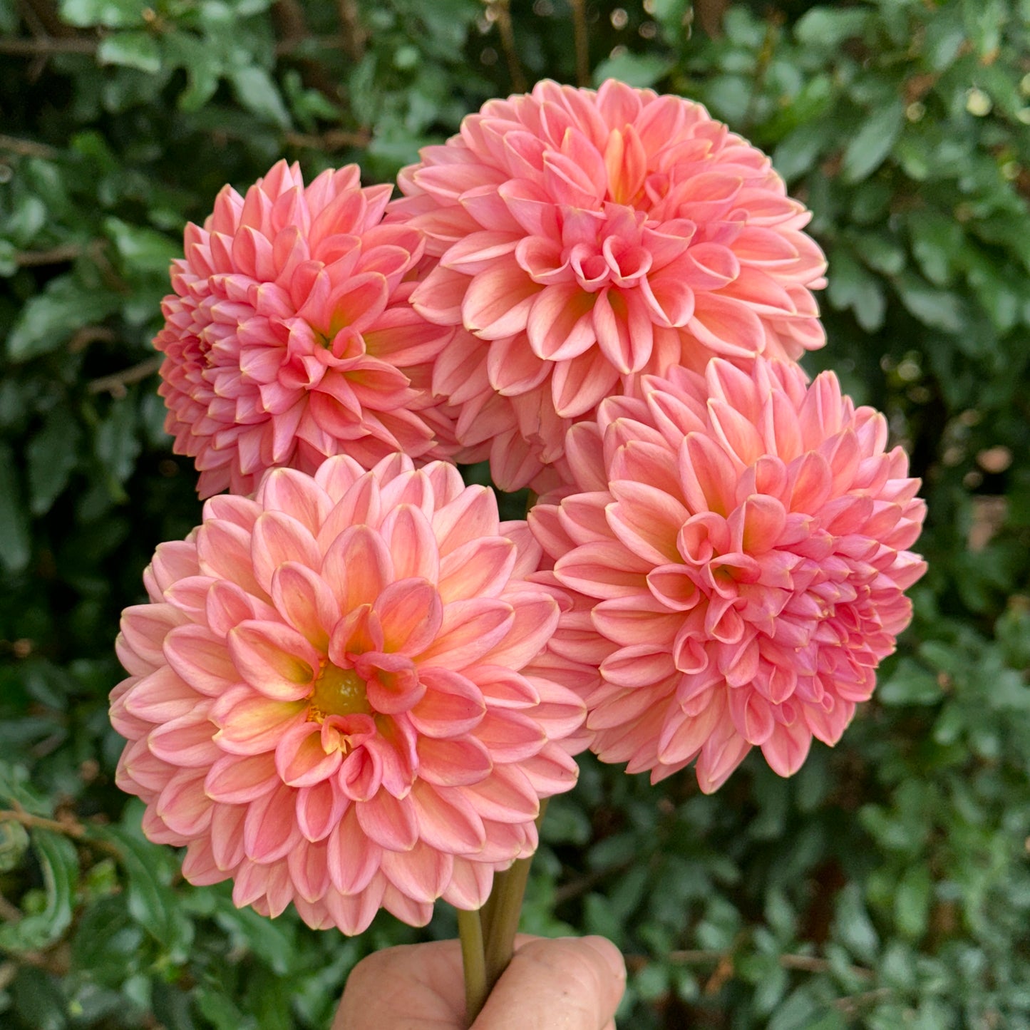 Lark's Ebbe Dahlia Tuber