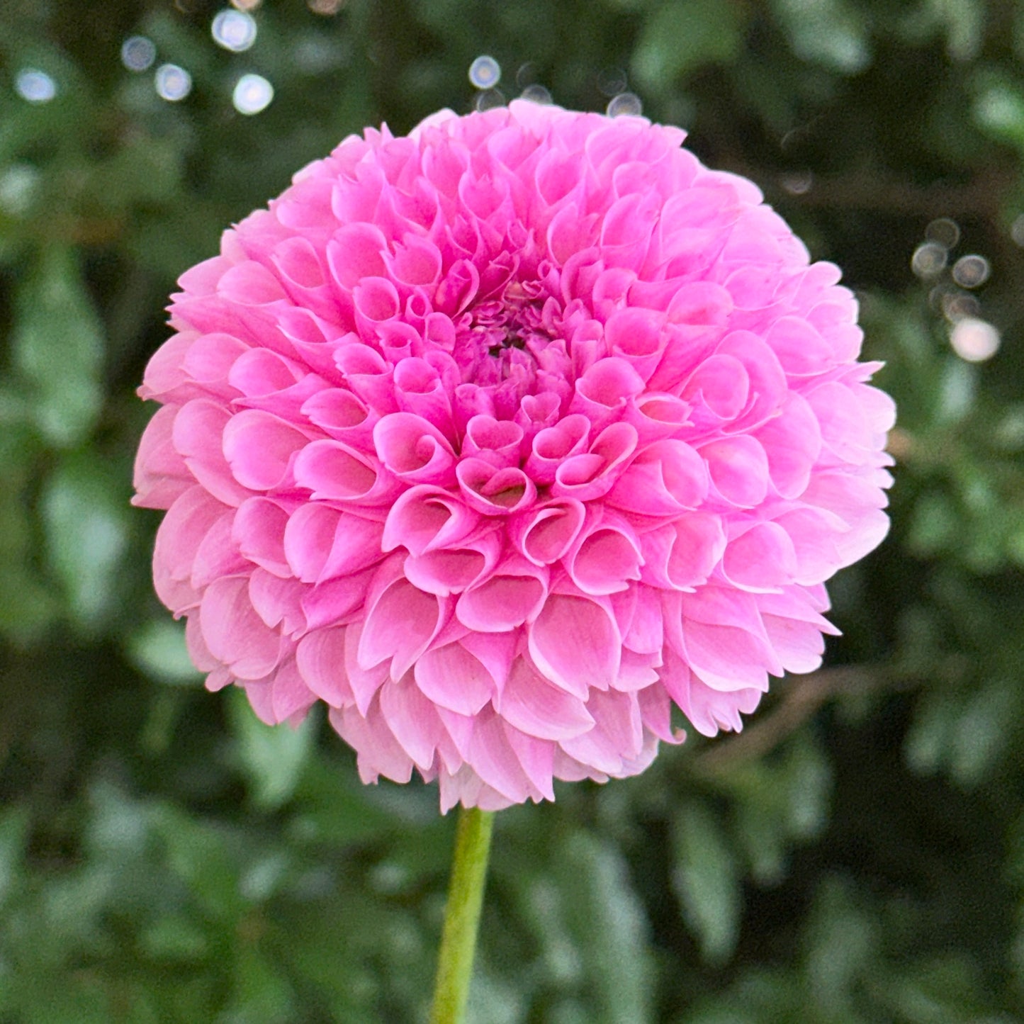 Stolze Von Berlin Dahlia Tuber