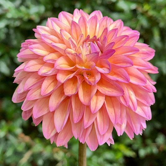 Mondriaan Dahlia Tuber