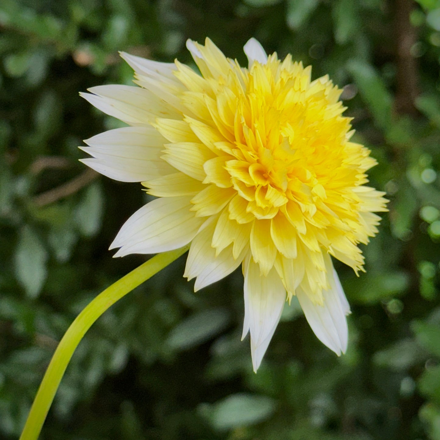 Freya’s Paso Doble Dahlia Tuber